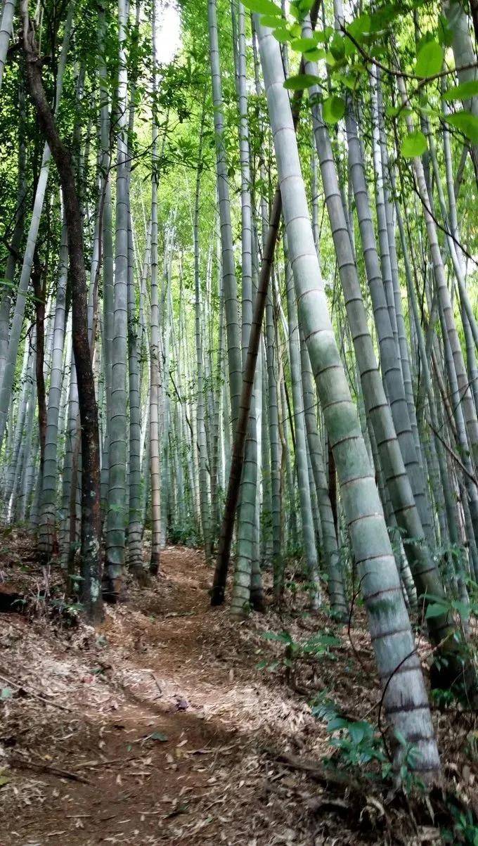 皇冠登一登二登三区别_【广州周边游】从化十登·鸡枕山皇冠登一登二登三区别,一鸣惊人—登广州第二高峰