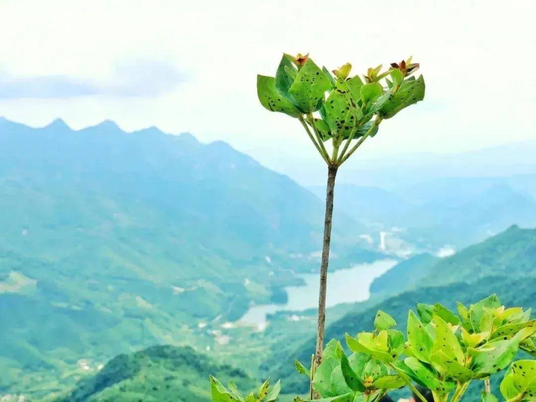 皇冠登一登二登三区别_【广州周边游】从化十登·鸡枕山皇冠登一登二登三区别,一鸣惊人—登广州第二高峰
