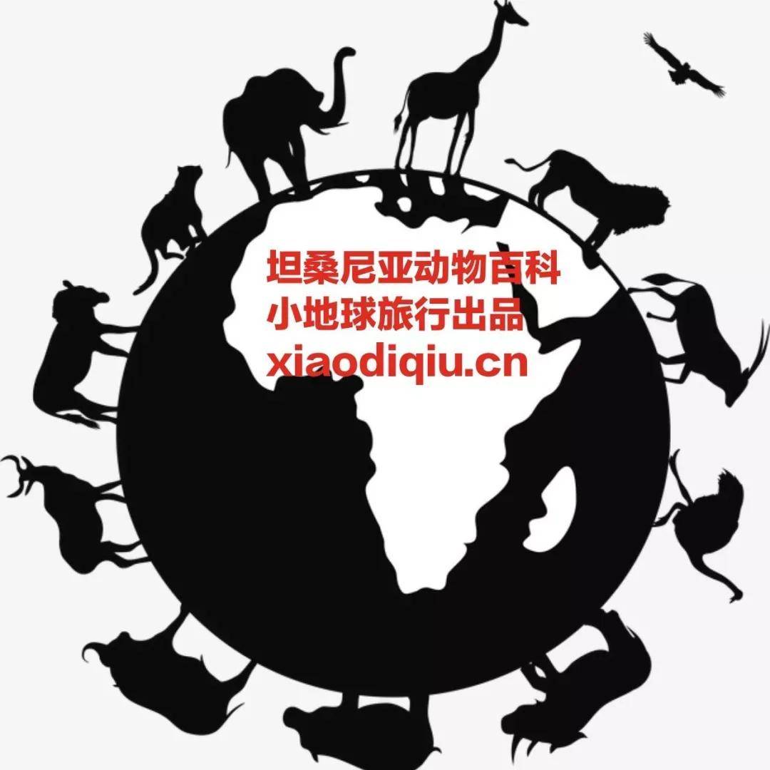 皇冠信用盘登123出租_看这一篇就够了!史上最好最详细深度的坦桑尼亚旅行攻略皇冠信用盘登123出租,没有之一