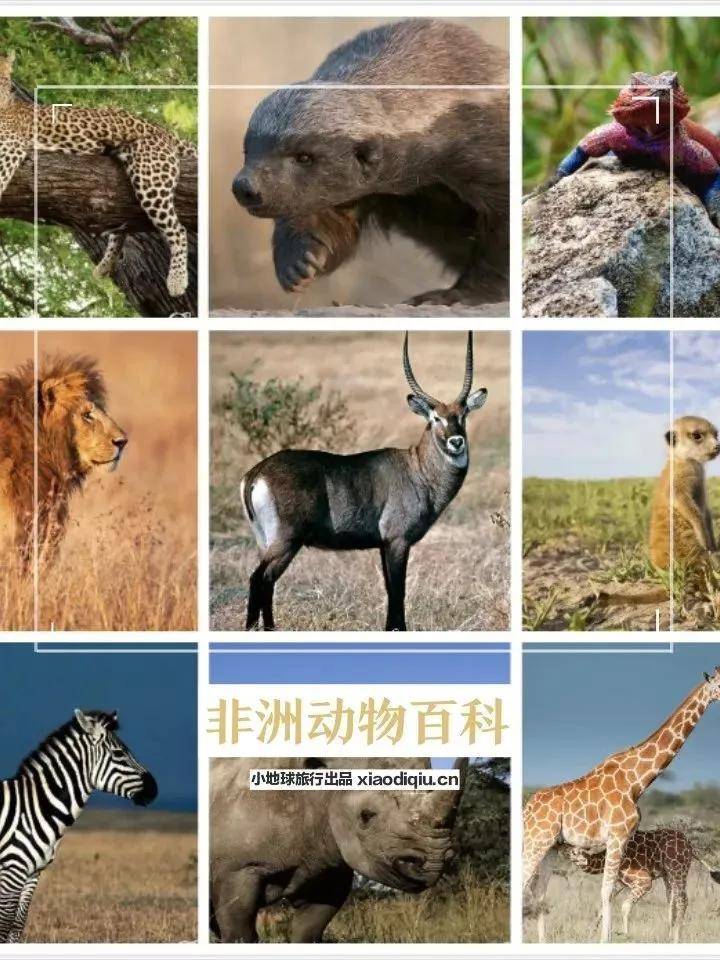 皇冠信用盘登123出租_看这一篇就够了!史上最好最详细深度的坦桑尼亚旅行攻略皇冠信用盘登123出租,没有之一