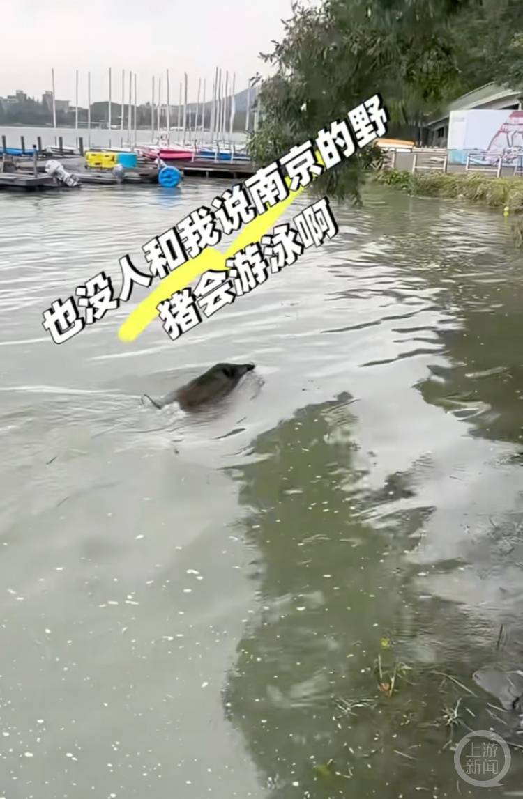 如何代理皇冠信用网_南京玄武湖惊现野猪横渡如何代理皇冠信用网,多方回应
