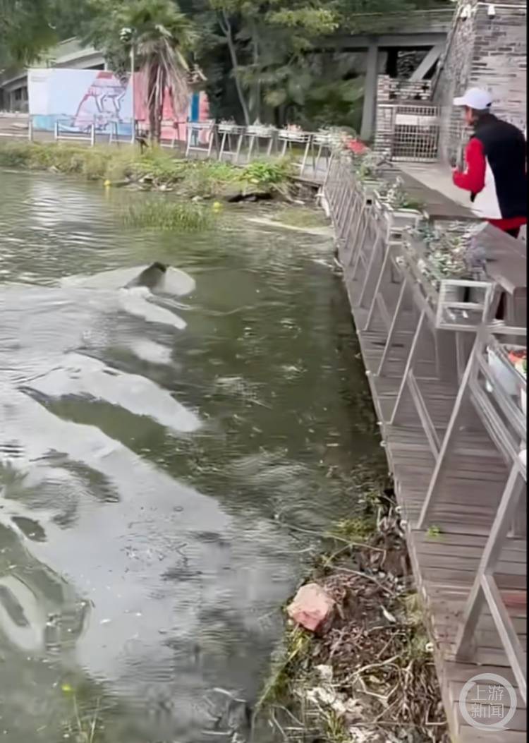 如何代理皇冠信用网_南京玄武湖惊现野猪横渡如何代理皇冠信用网,多方回应