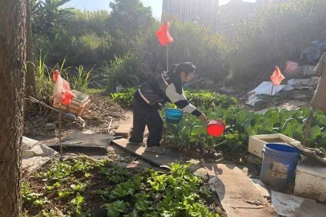 皇冠信用网出租代理_深圳一市民回乡皇冠信用网出租代理,菜地无人打理,网格员:放心回去过年