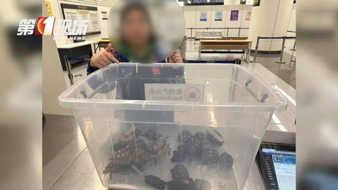 皇冠信用網哪里申请
_女子腰腹部异常鼓起皇冠信用網哪里申请
!一查发现28只活的…