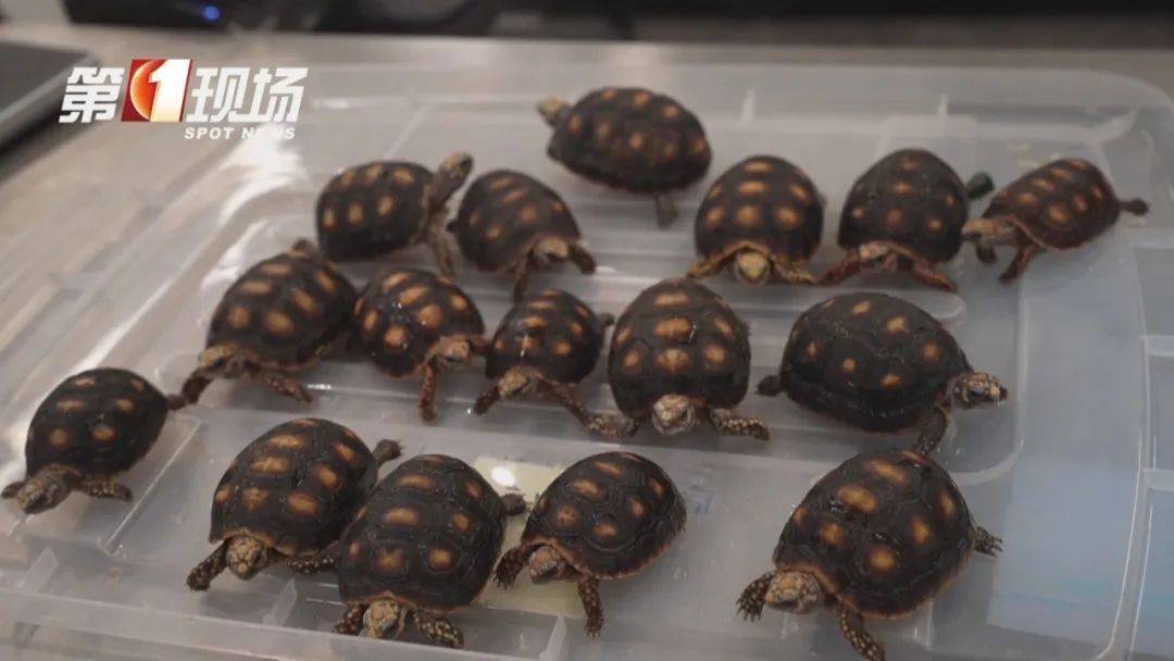 皇冠信用網哪里申请
_女子腰腹部异常鼓起皇冠信用網哪里申请
!一查发现28只活的…