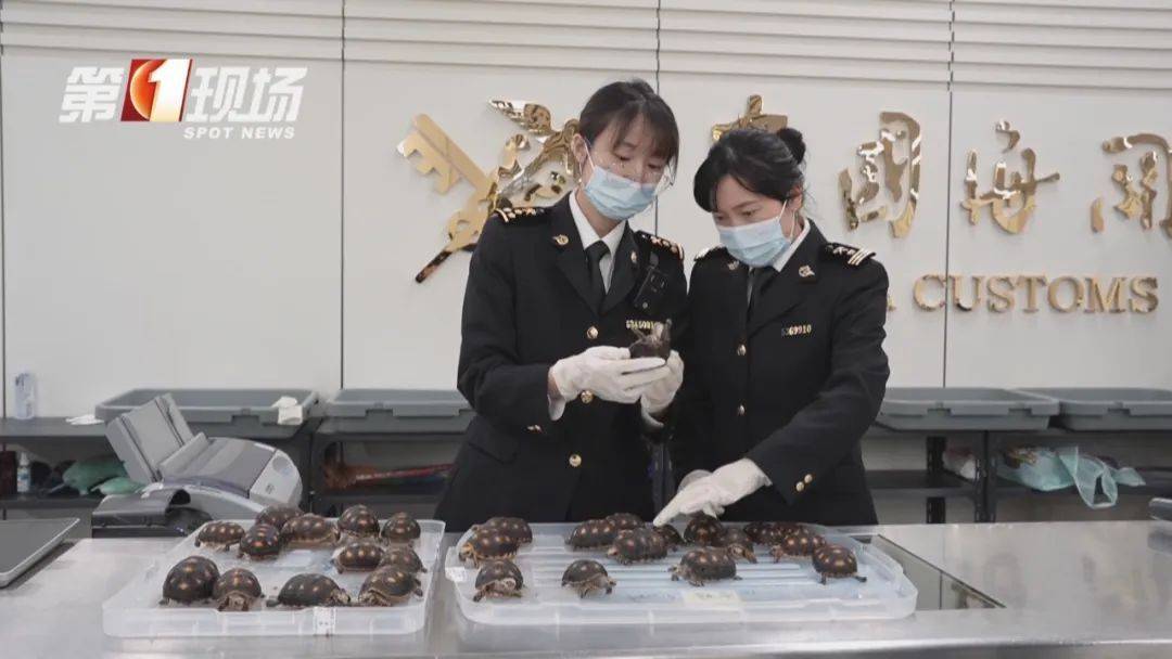 皇冠信用網哪里申请
_女子腰腹部异常鼓起皇冠信用網哪里申请
!一查发现28只活的…