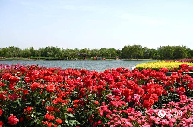皇冠登1登2登3代理
_河南南阳:月季满城绽放“花样经济”