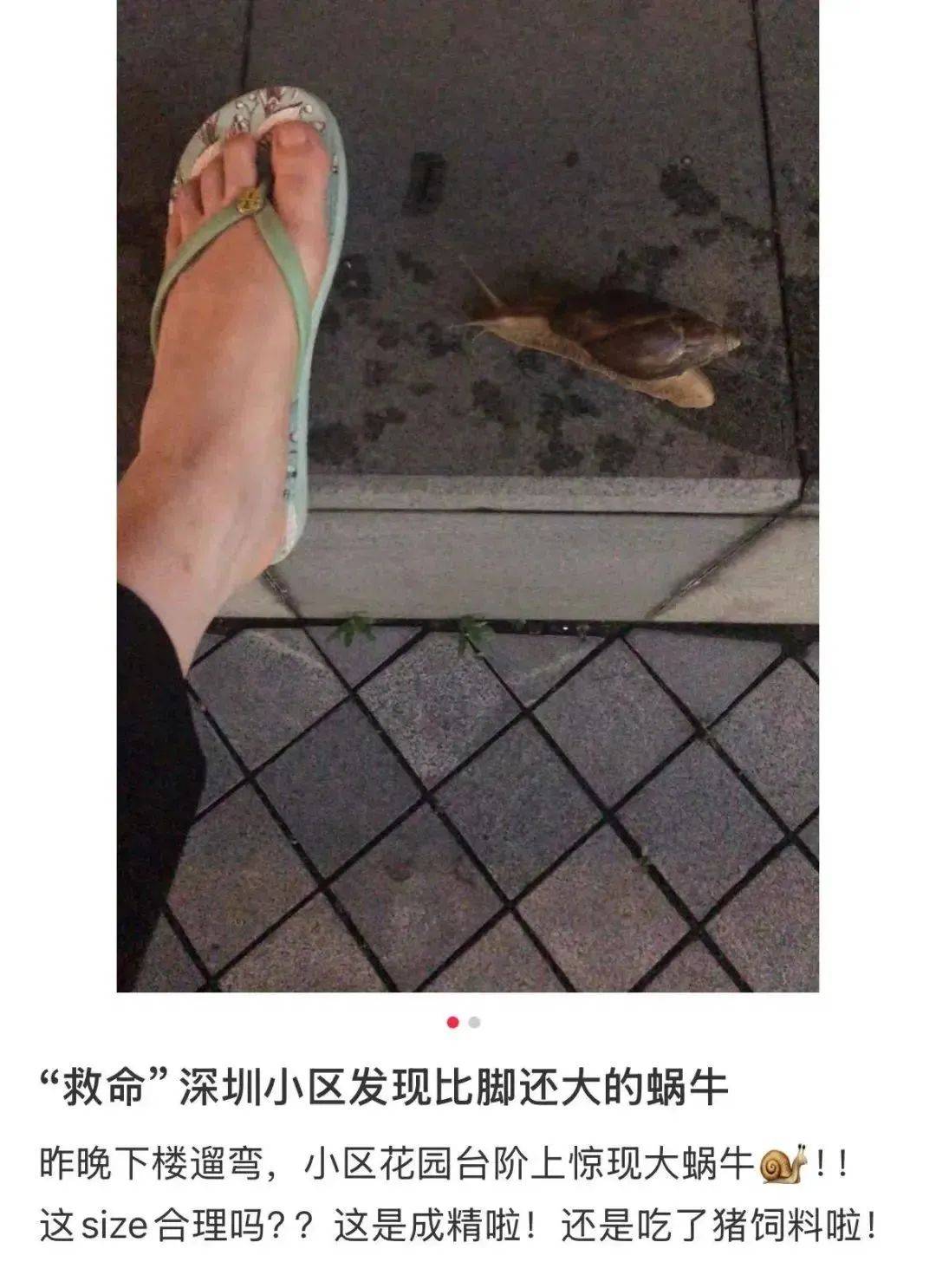 皇冠信用網代理
_别碰!别吃!别养!一只就携带100条虫皇冠信用網代理
,看到赶紧远离