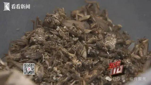 托特纳姆热刺VS伯恩利_00后女子上海旅游两个月花费0元托特纳姆热刺VS伯恩利,衣食住行赖账全靠“薅羊毛”,上海警方:已抓获!