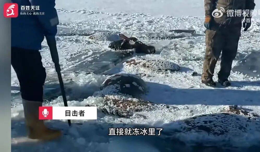 欧洲区附加赛B组
_黑龙江水库冰面下发现13匹冰冻马!马主:马扎堆喝水时冰面碎裂欧洲区附加赛B组
,坠冰窟冻死