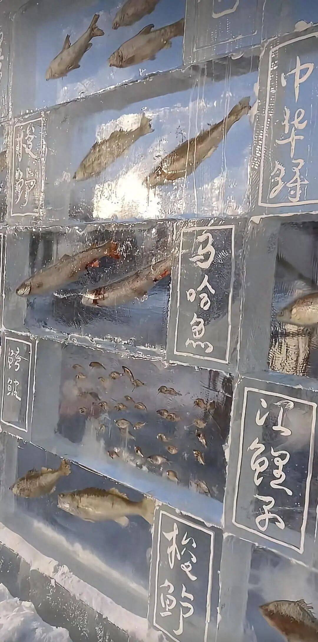 里加vs布拉格斯巴达
_黑龙江三江口景区现3米高“冰封鱼墙”里加vs布拉格斯巴达
,中华鲟等20余种江鱼成“冰琥珀”,去年这些鱼展后还被竞拍