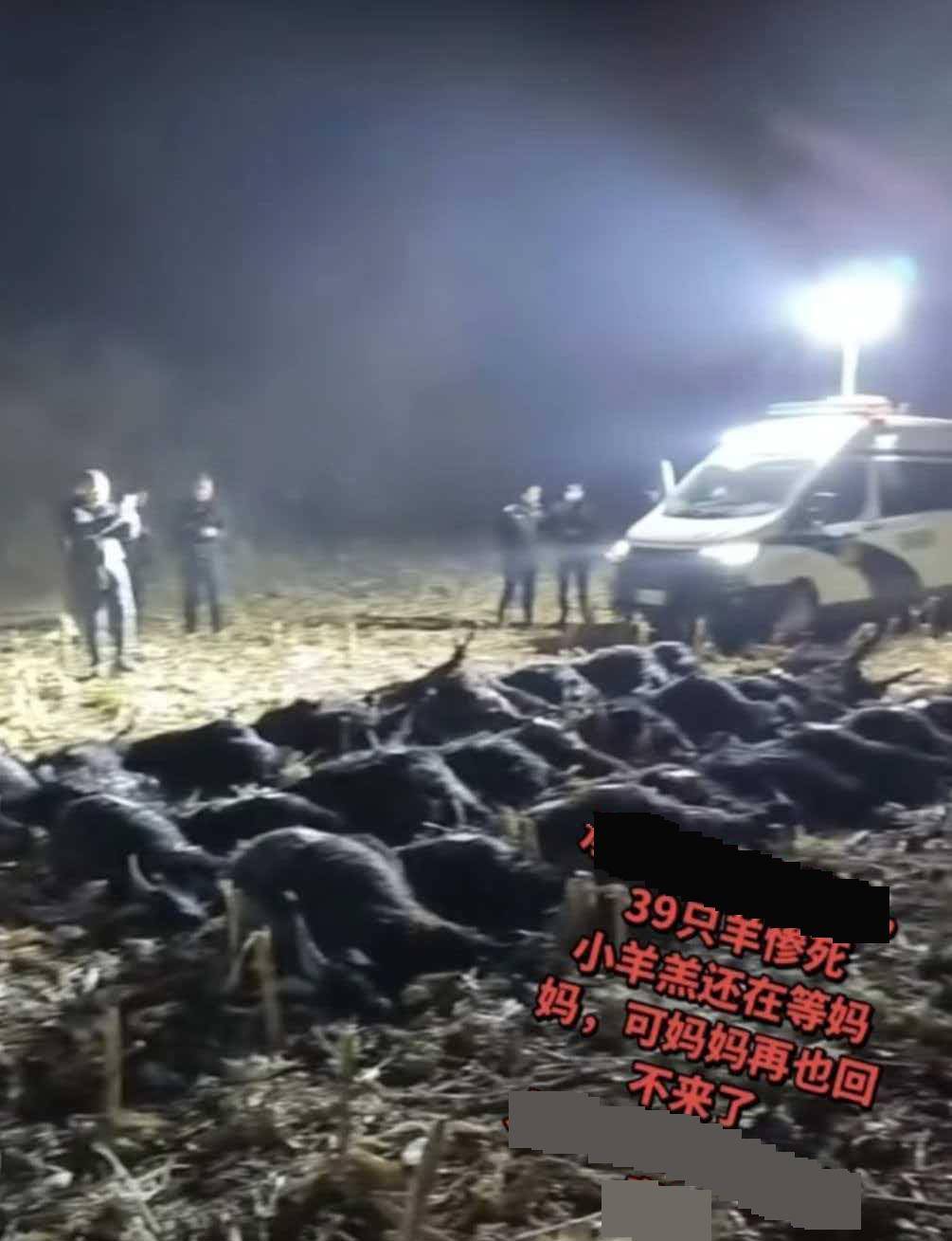 正版皇冠信用网注册_39只羊一夜惨死!农户家属:地里撒有剧毒农药正版皇冠信用网注册,至今未找到肇事者